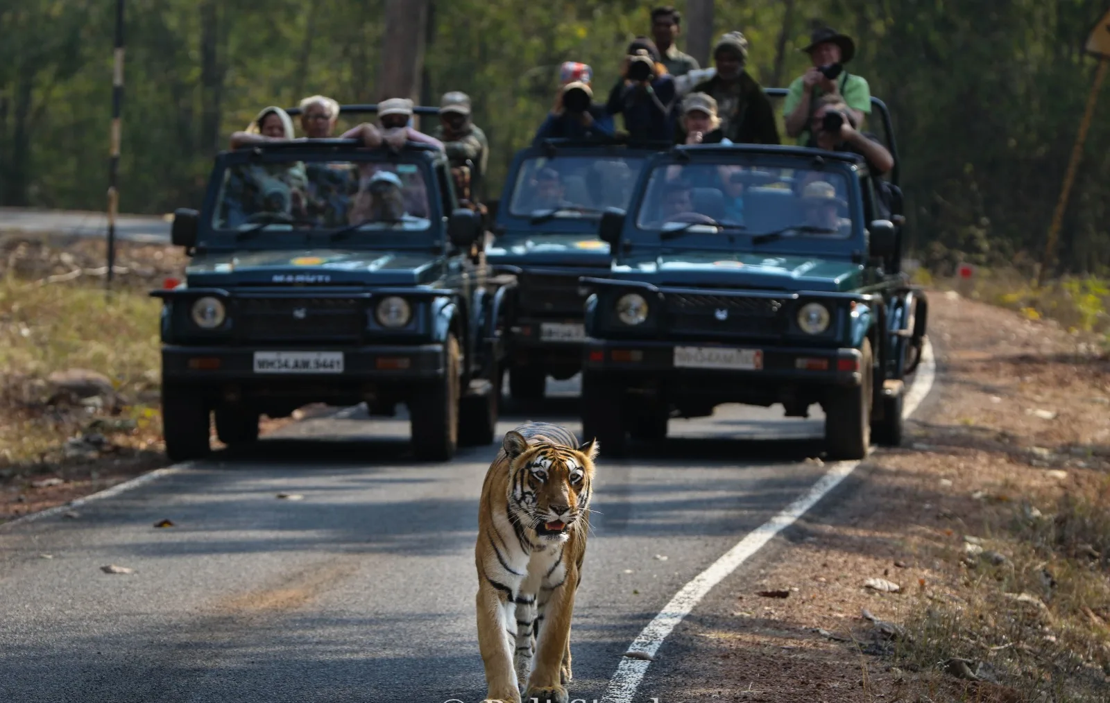 pench safari booking madhya pradesh